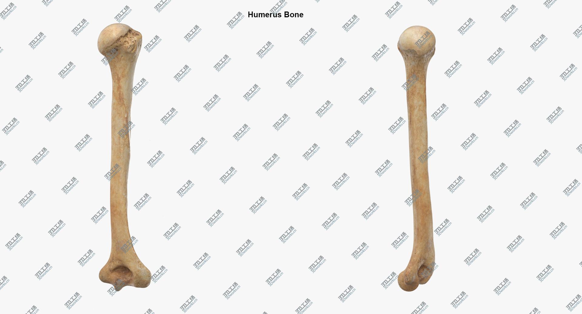 images/goods_img/202104091/Real Human Arm and Scapula Bones Anatomy 01 model/5.jpg